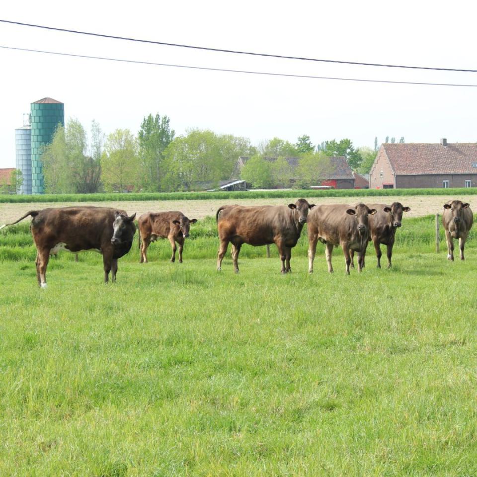 grasgevoerde koeien