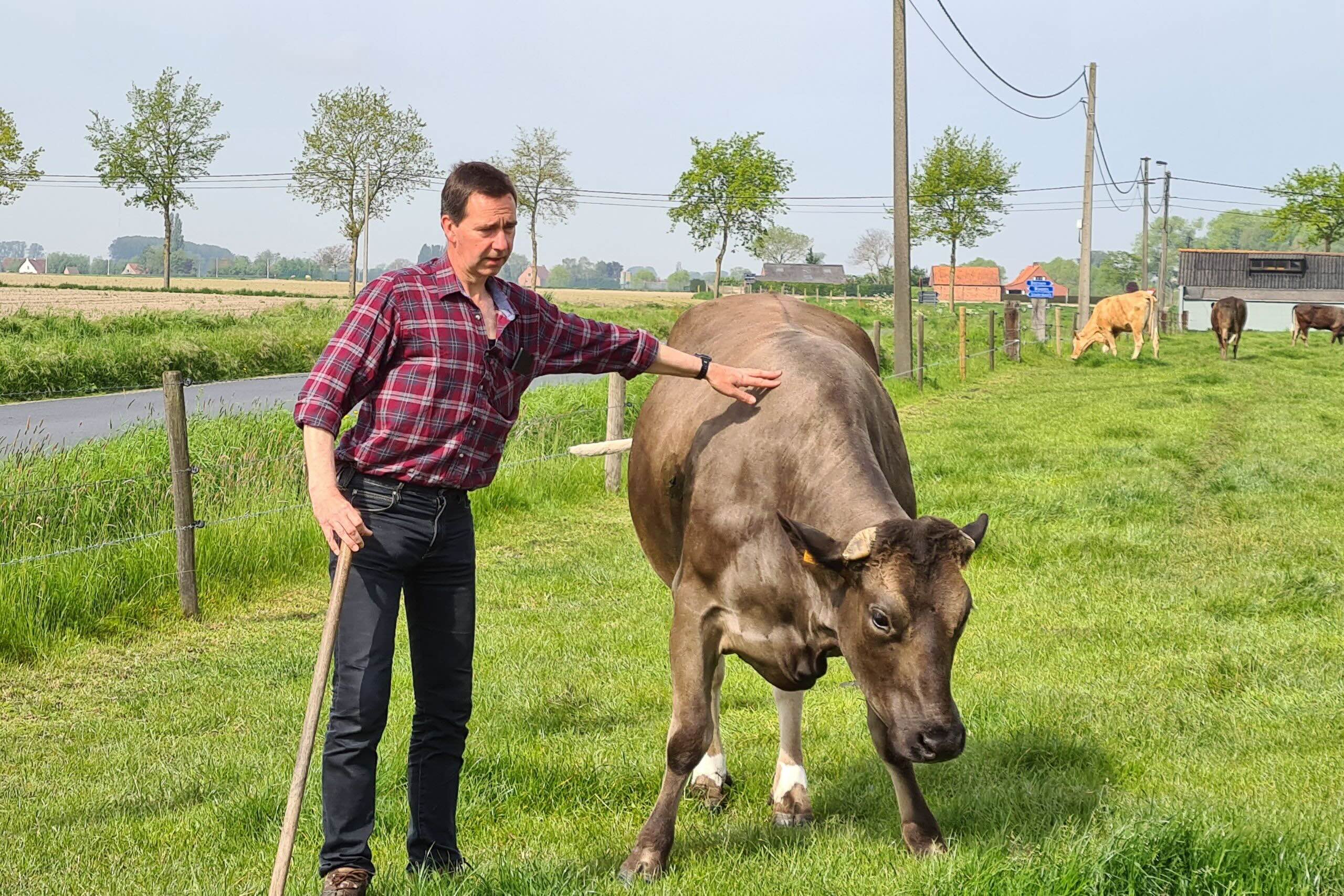 Boer in de wei met koe