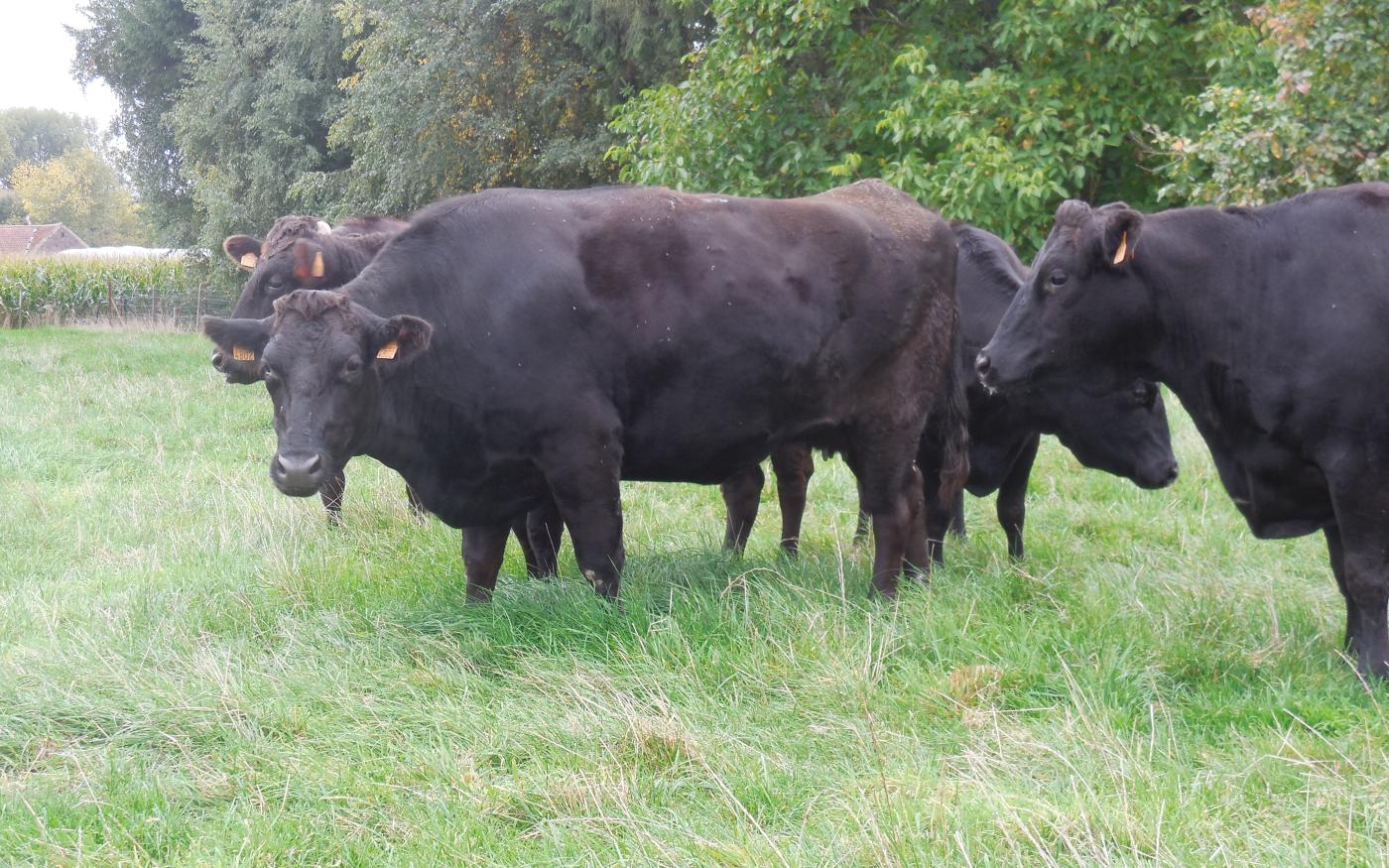 Belgische wagyu kopen: dooradering, bloedlijn en afkomst uitgelegd