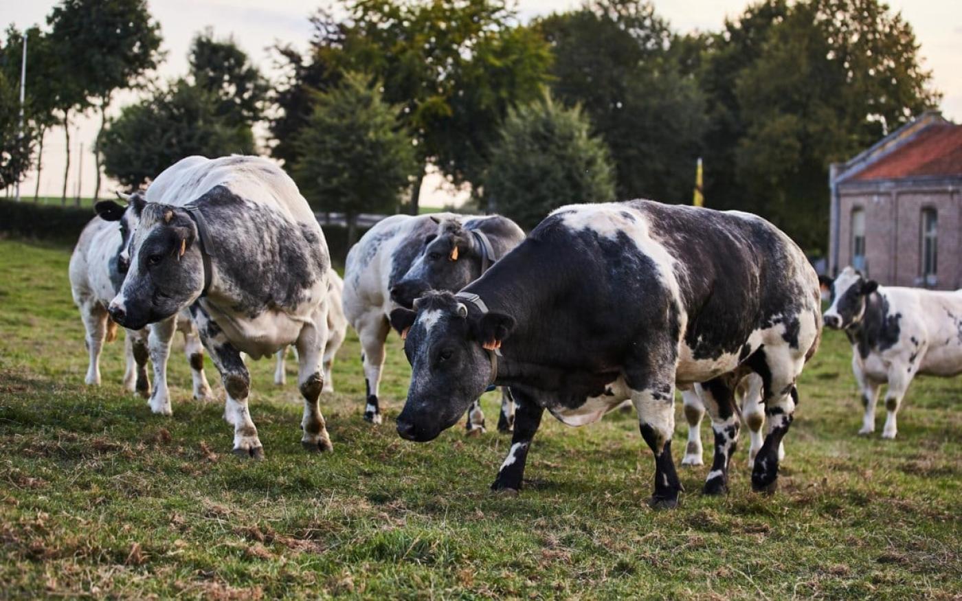Proef de kwaliteit van lokaal rundvlees: van het veld tot op het bord!