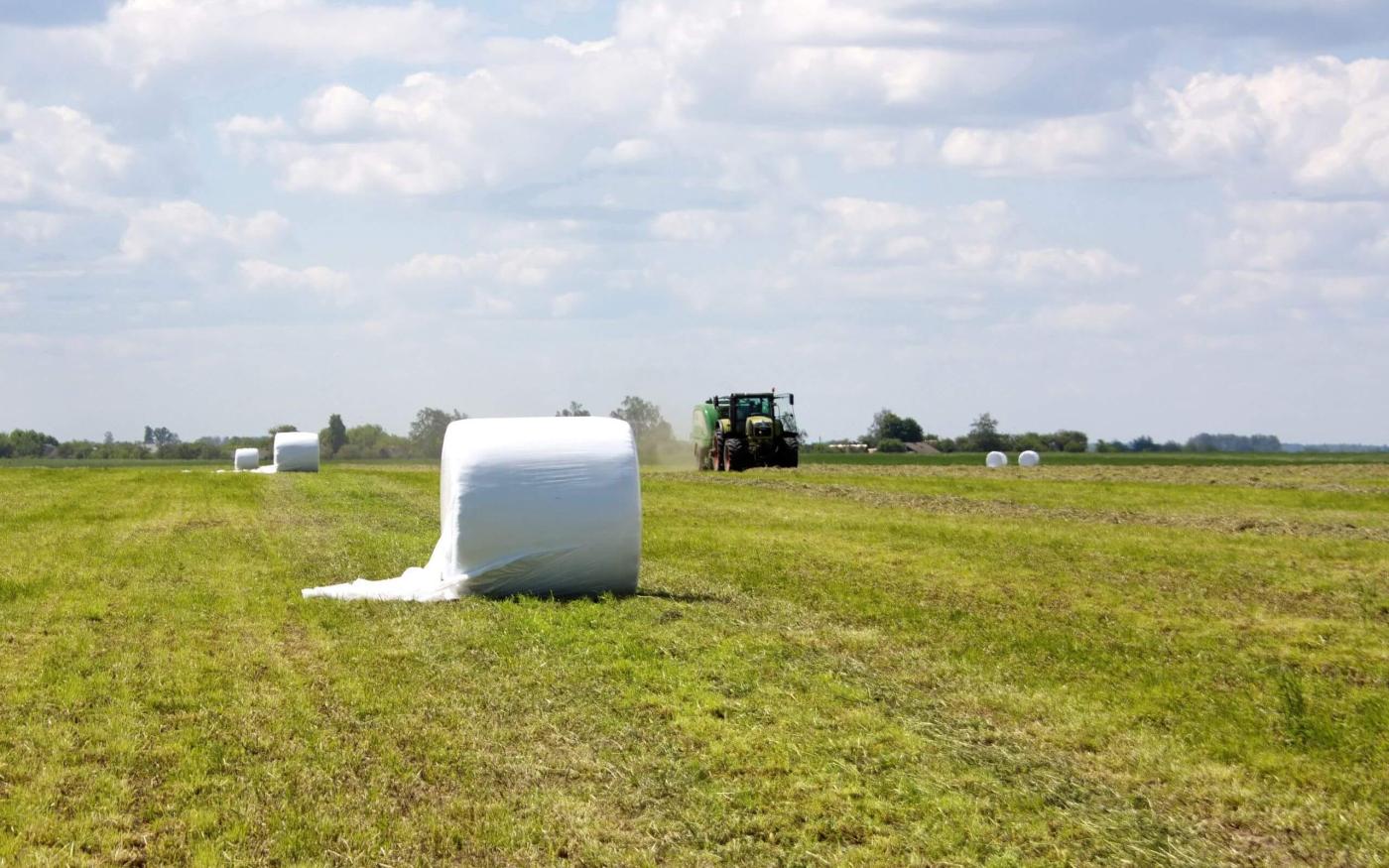 Gras inkuilen voor onze grasgevoederde koeien