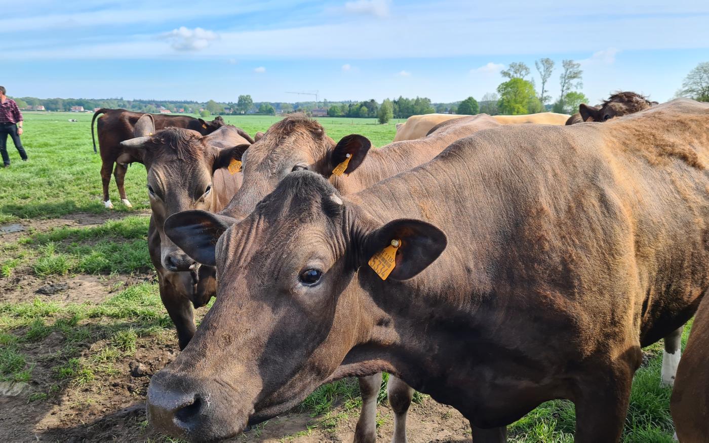 Viande issue d'animaux nourris à l'herbe ou viande conventionnelle : la vraie différence