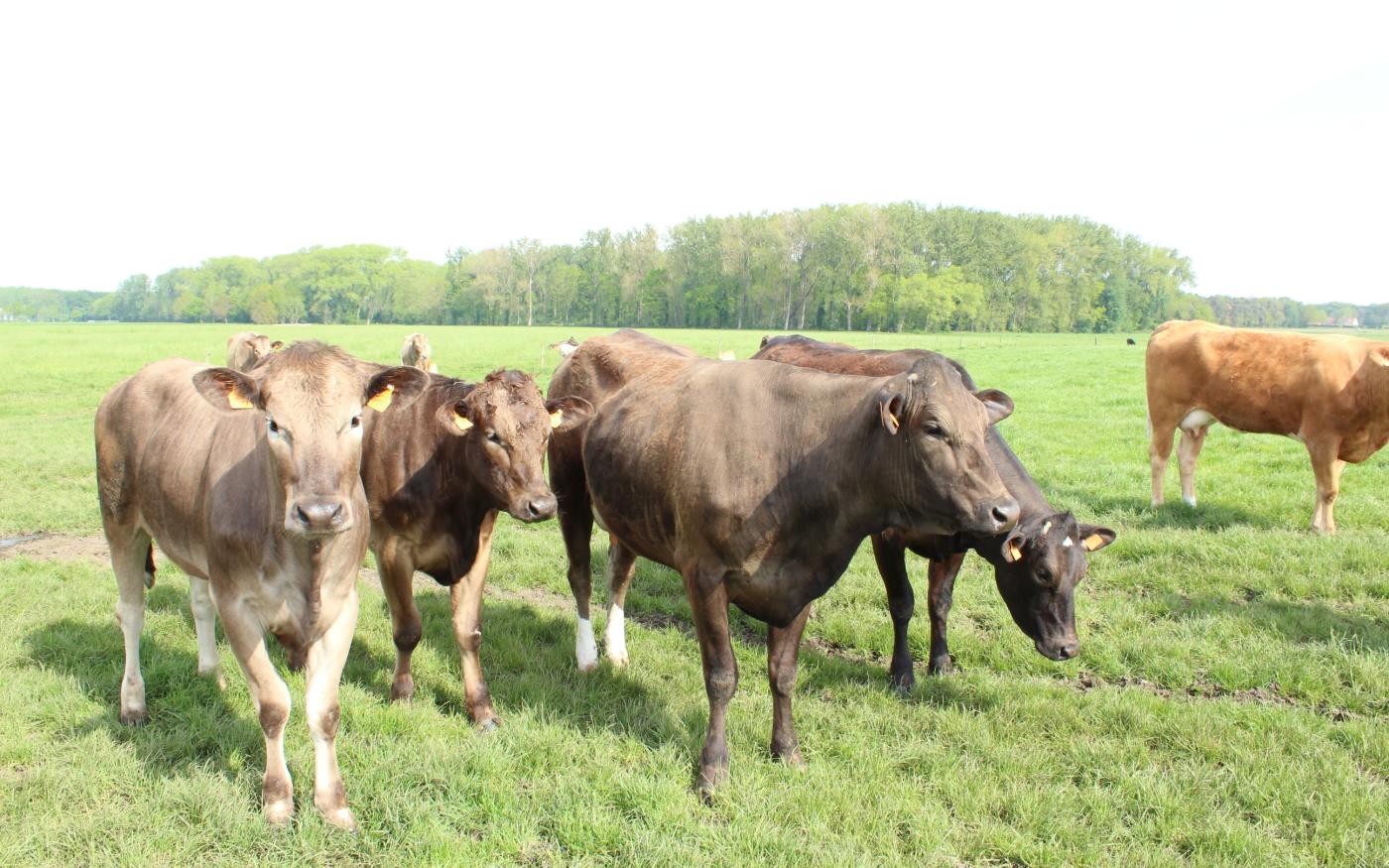 Hoe weet je of je grasgevoerd vlees koopt?