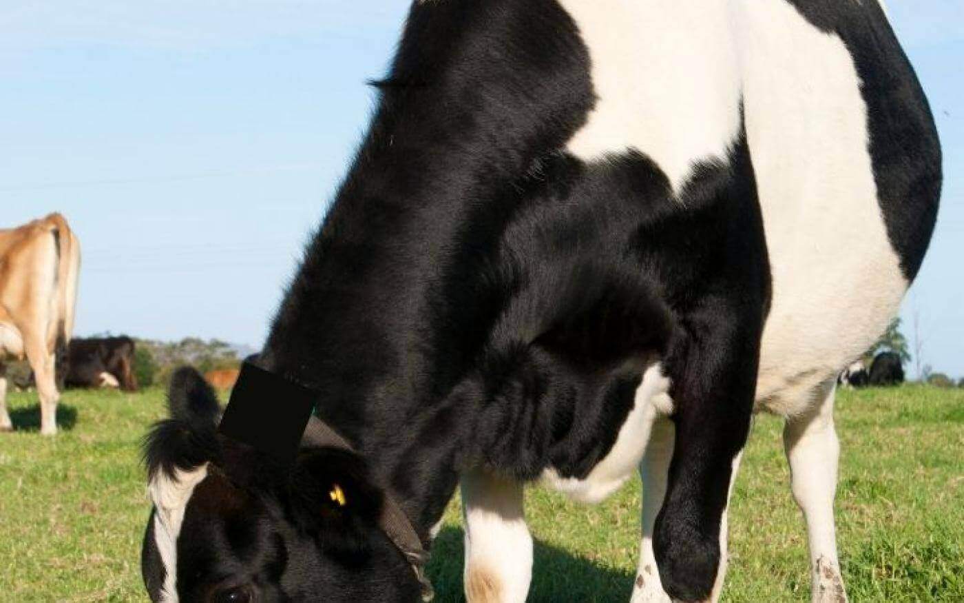 Holstein, crémeux et délicieux