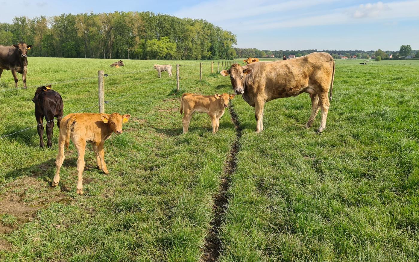 maternité chez les vaches de boucherie
