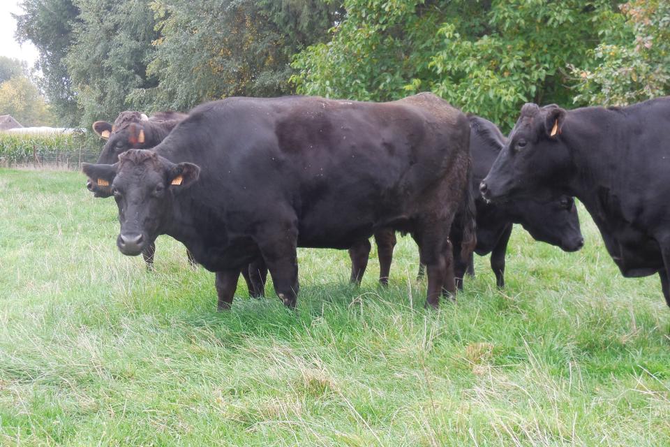 Belgische wagyu kopen: dooradering, bloedlijn en afkomst uitgelegd