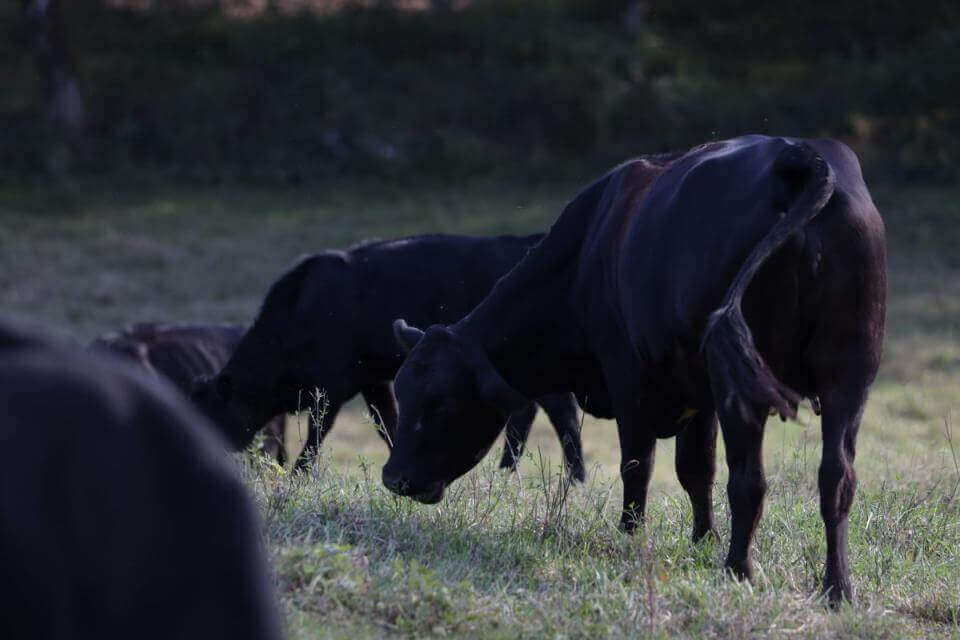 De vriendelijke koe, Black Angus