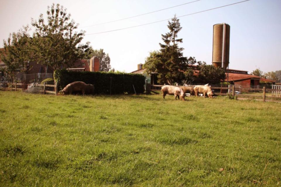 Grasgevoerd Varkensvlees: Waarom het niet bestaat