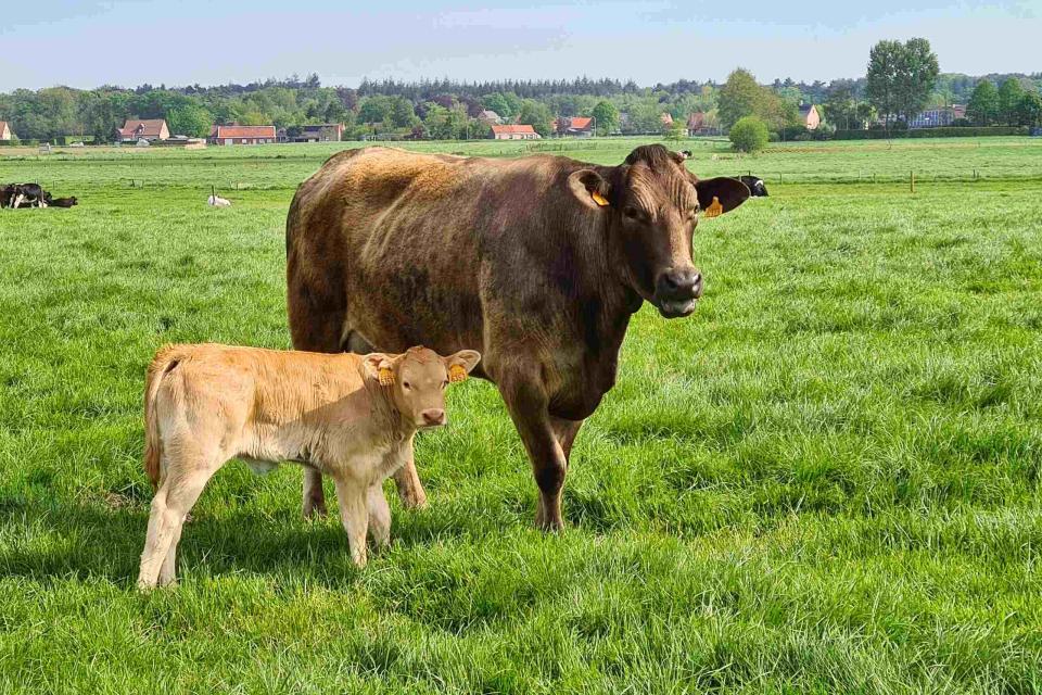 Grasgevoerd vlees: waarom kiezen voor natuurlijke voeding?