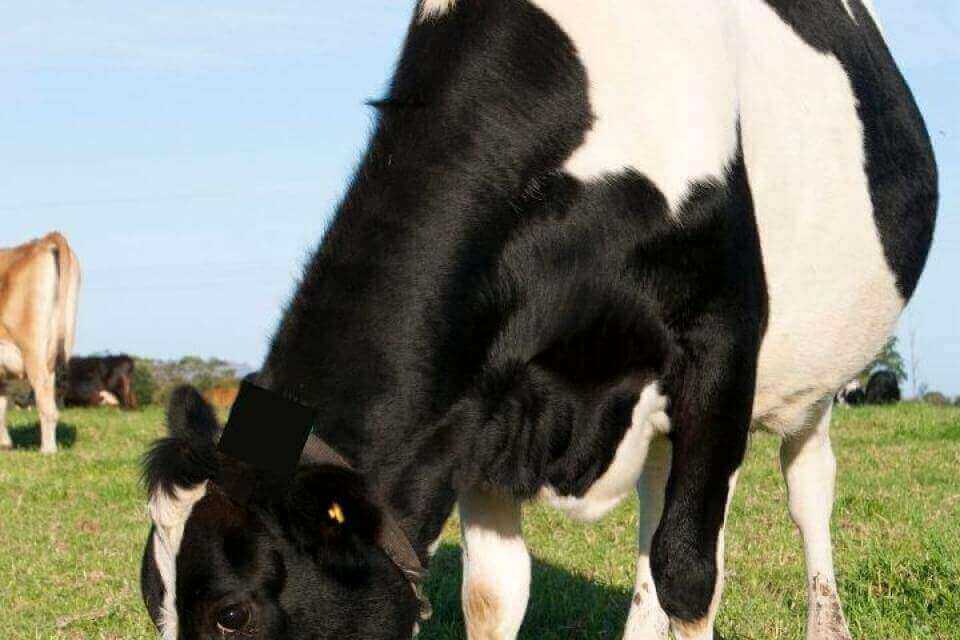 Holstein, romig lekker