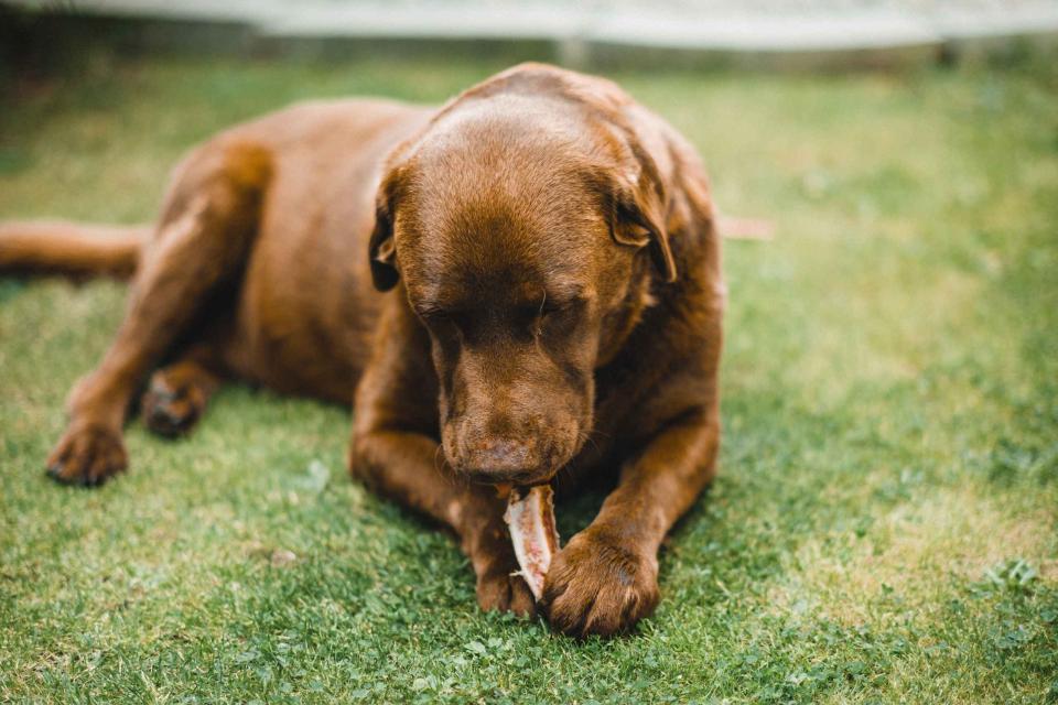 Orgaanvlees & restproducten kopen: voor je keuken én je hond (BARF)