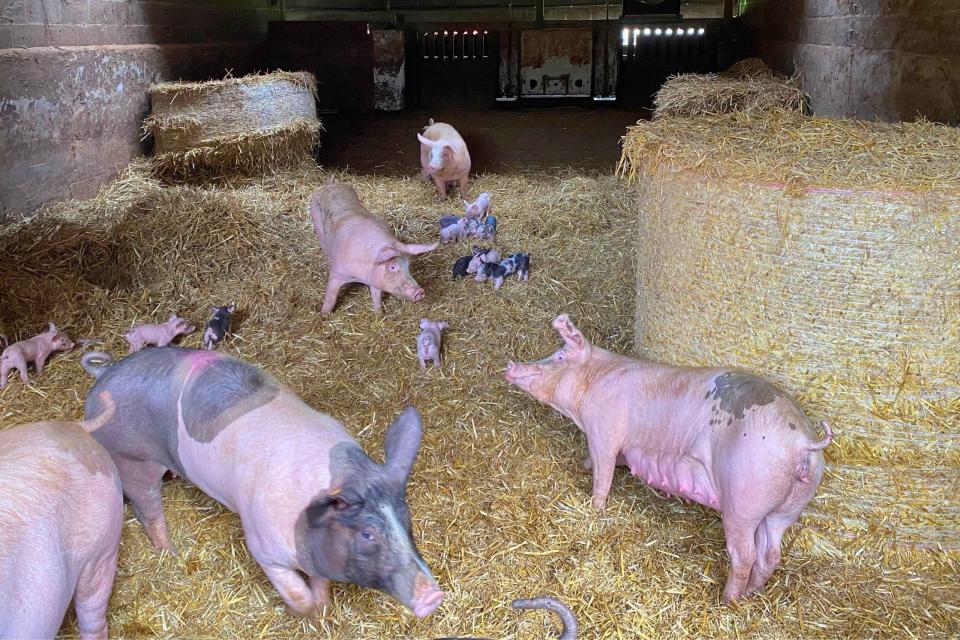 Pourquoi acheter de la viande de porc par l'intermédiaire de Couvert est le meilleur choix !