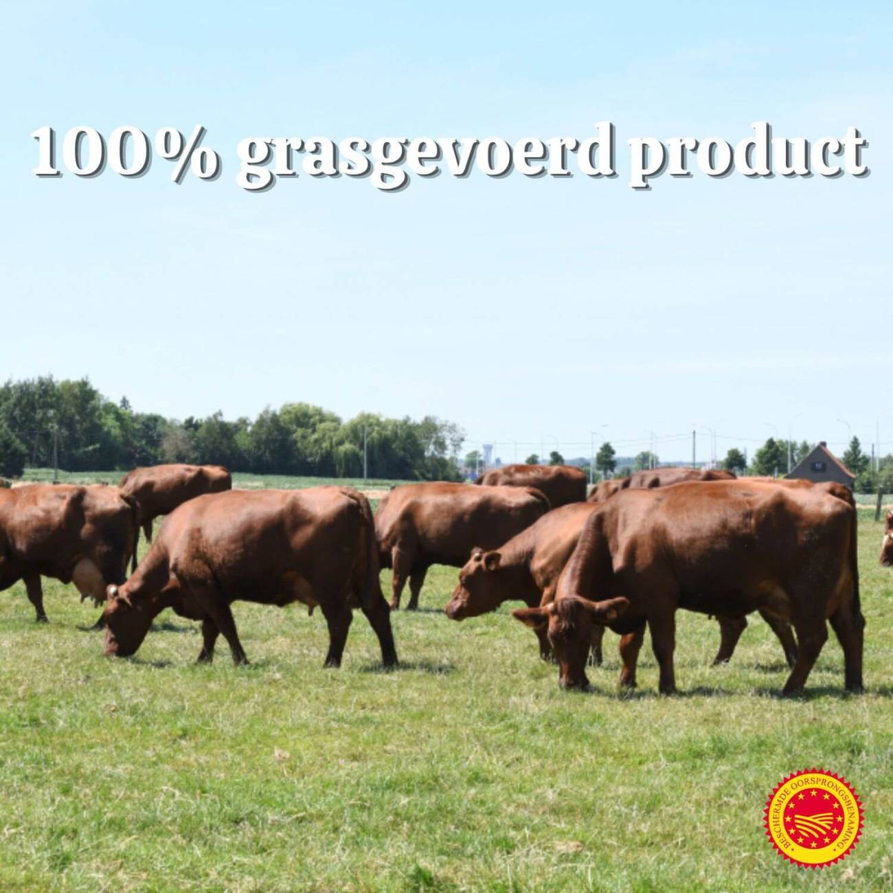 West-Vlaams Rood